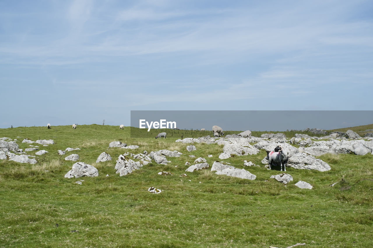 Scenic view of grassy field against sky