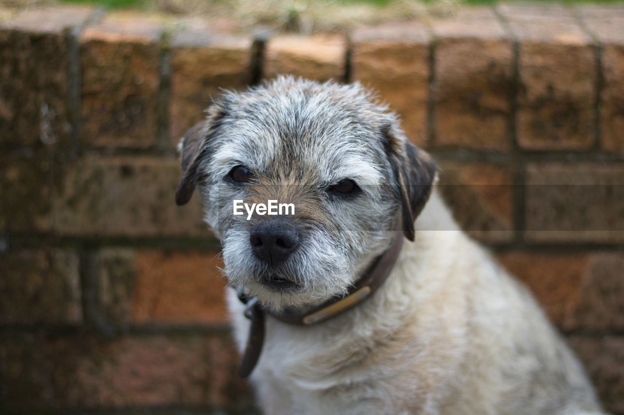 CLOSE-UP PORTRAIT OF DOG AGAINST WALL OUTDOORS