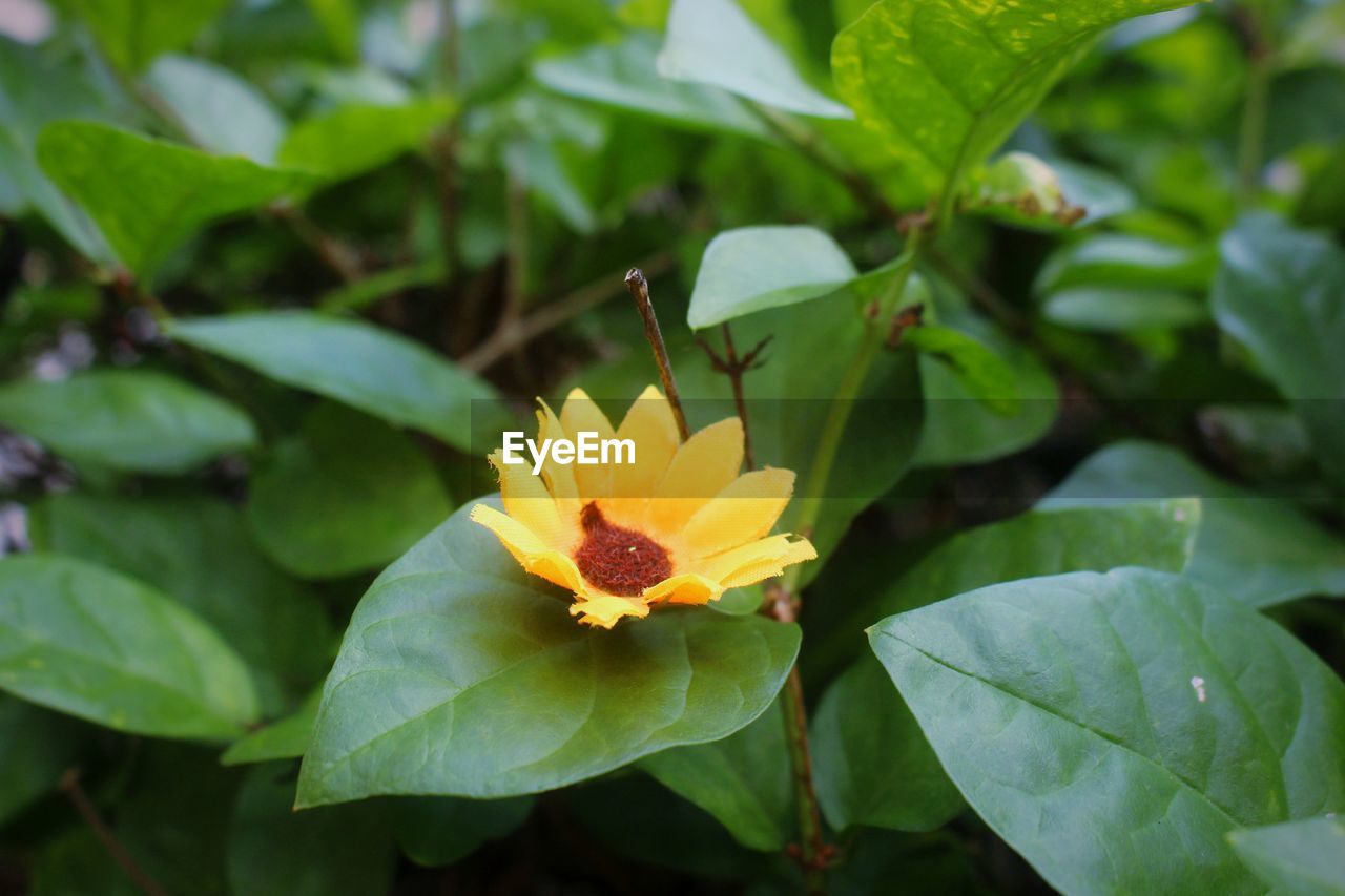 CLOSE-UP OF YELLOW FLOWER