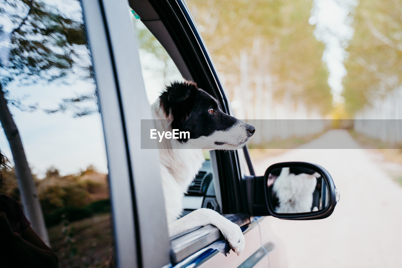 VIEW OF A DOG LOOKING THROUGH CAR WINDOW