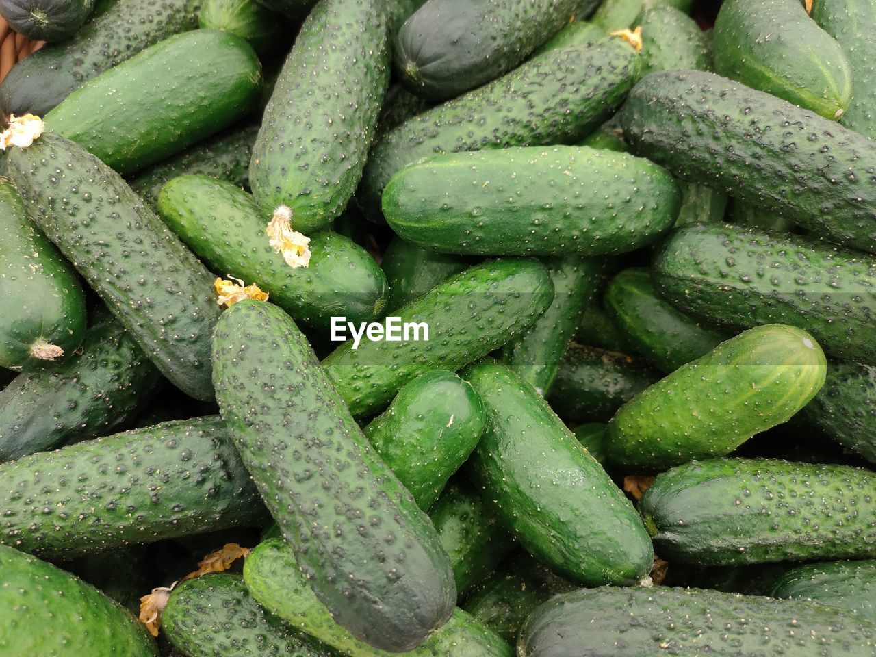 zucchini, food and drink, green, cucumber, food, vegetable, healthy eating, freshness, summer squash, wellbeing, plant, produce, full frame, gherkin, large group of objects, backgrounds, no people, abundance, market, retail, organic, close-up, squash, raw food, nature