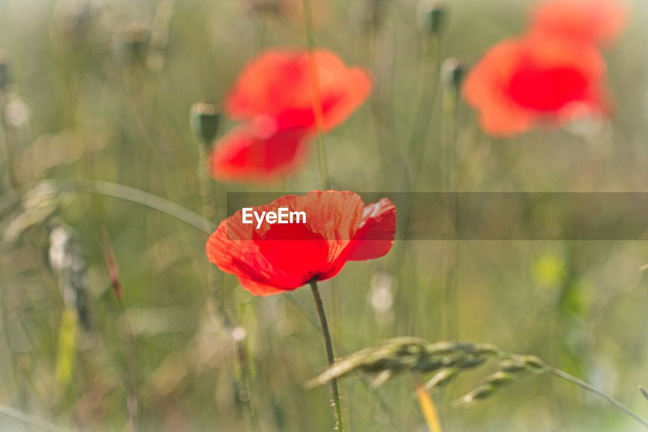 Close-up of red poppy flower