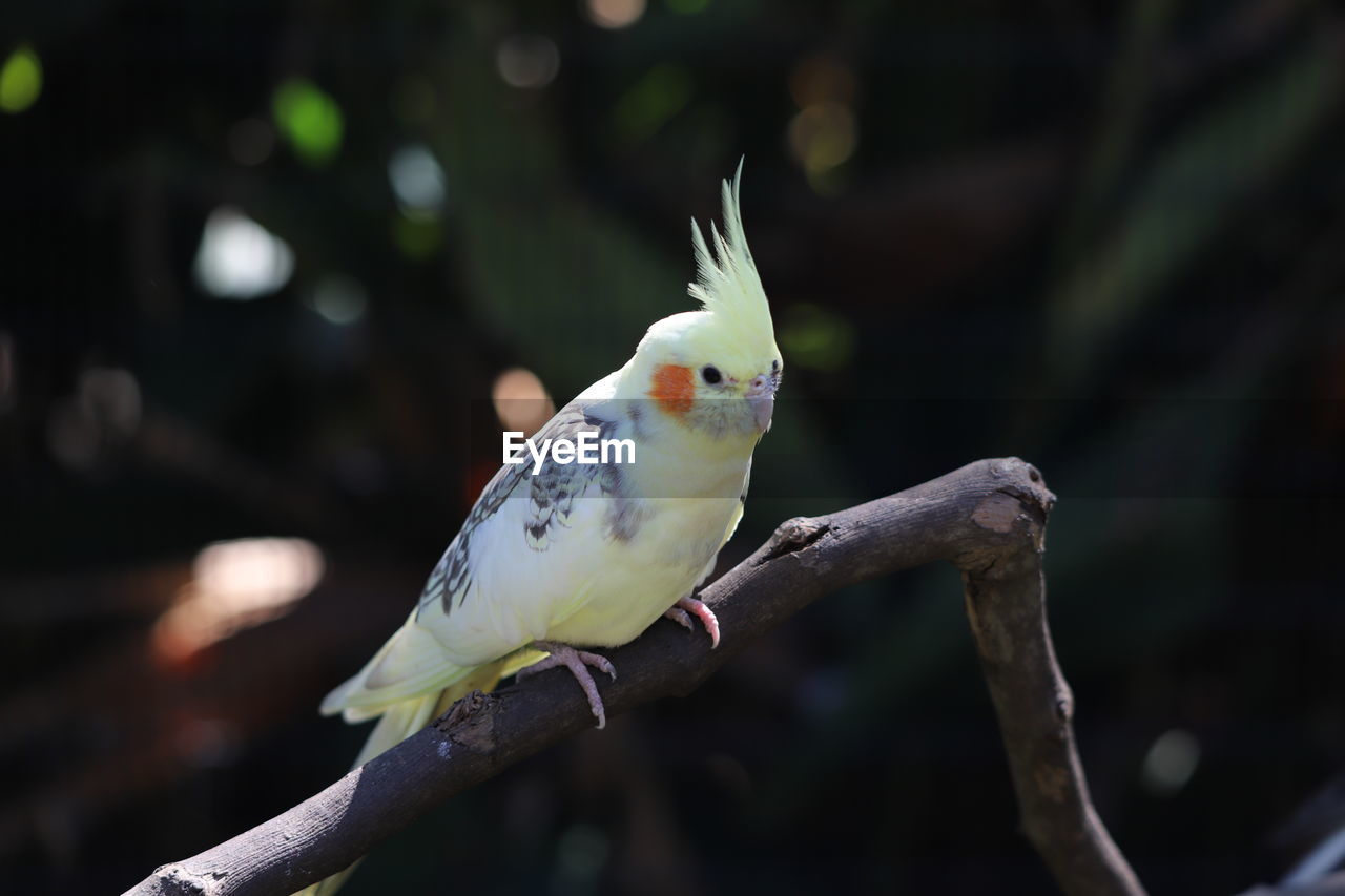 Closeup of small yellow cockatiel perched on a branch