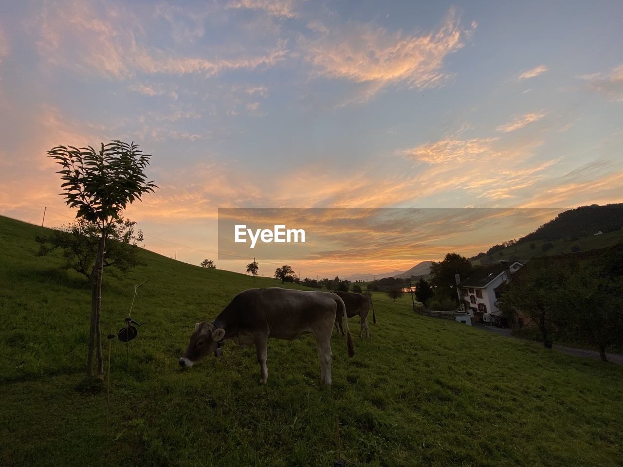 HORSE GRAZING IN FIELD