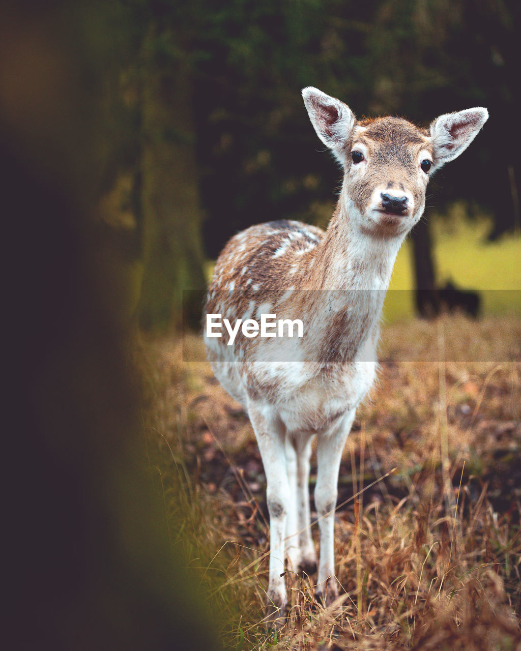 Close-up of deer