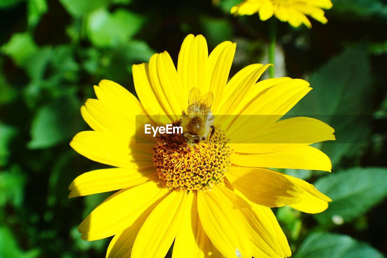 CLOSE-UP OF BEE POLLINATING YELLOW FLOWER