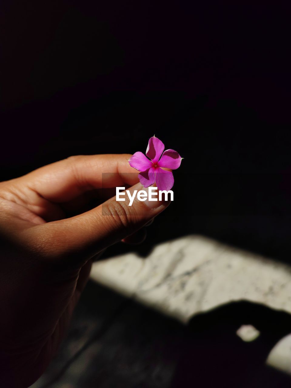 Cropped hand of woman holding flower