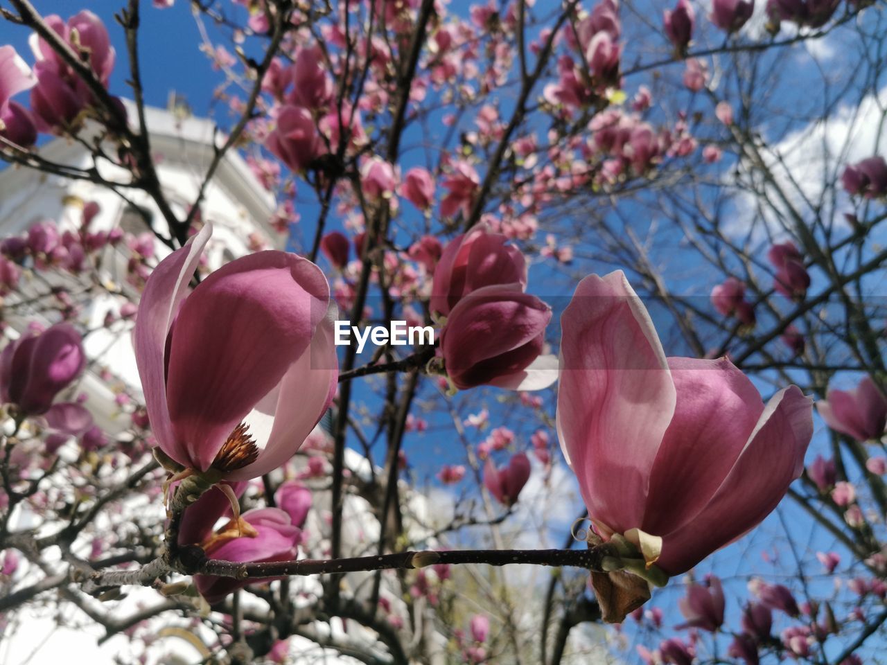 plant, flower, flowering plant, beauty in nature, freshness, fragility, pink, tree, growth, magnolia, branch, blossom, springtime, spring, nature, low angle view, petal, close-up, no people, focus on foreground, day, sky, twig, inflorescence, outdoors, cherry blossom, flower head, botany, cherry tree