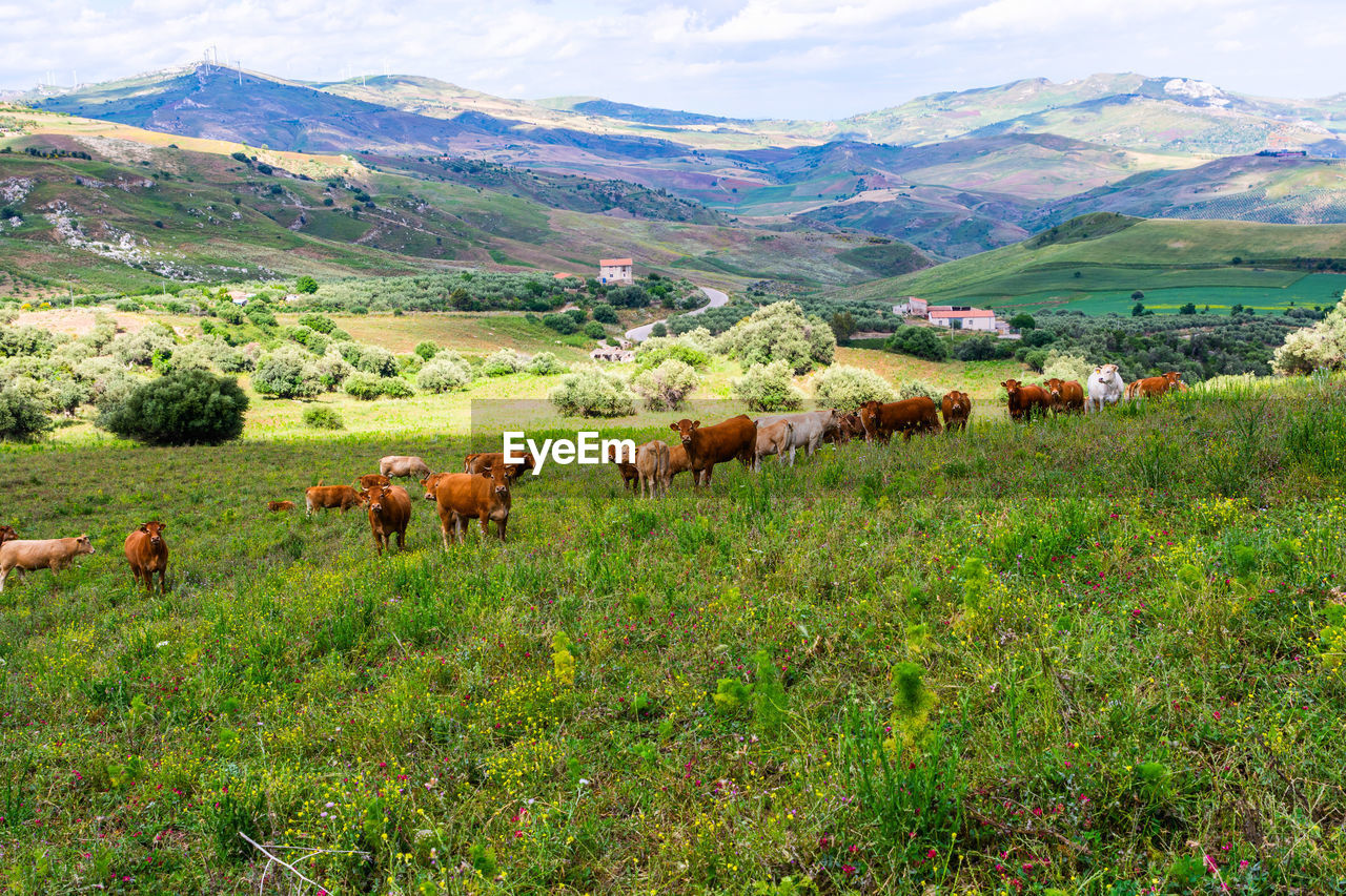 VIEW OF SHEEP ON LANDSCAPE AGAINST MOUNTAINS