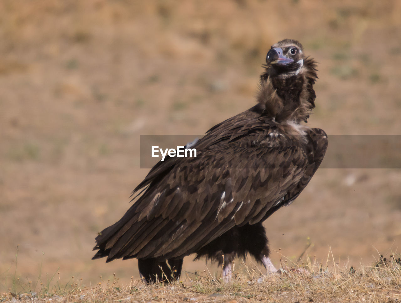 CLOSE-UP PORTRAIT OF AN ANIMAL ON LAND