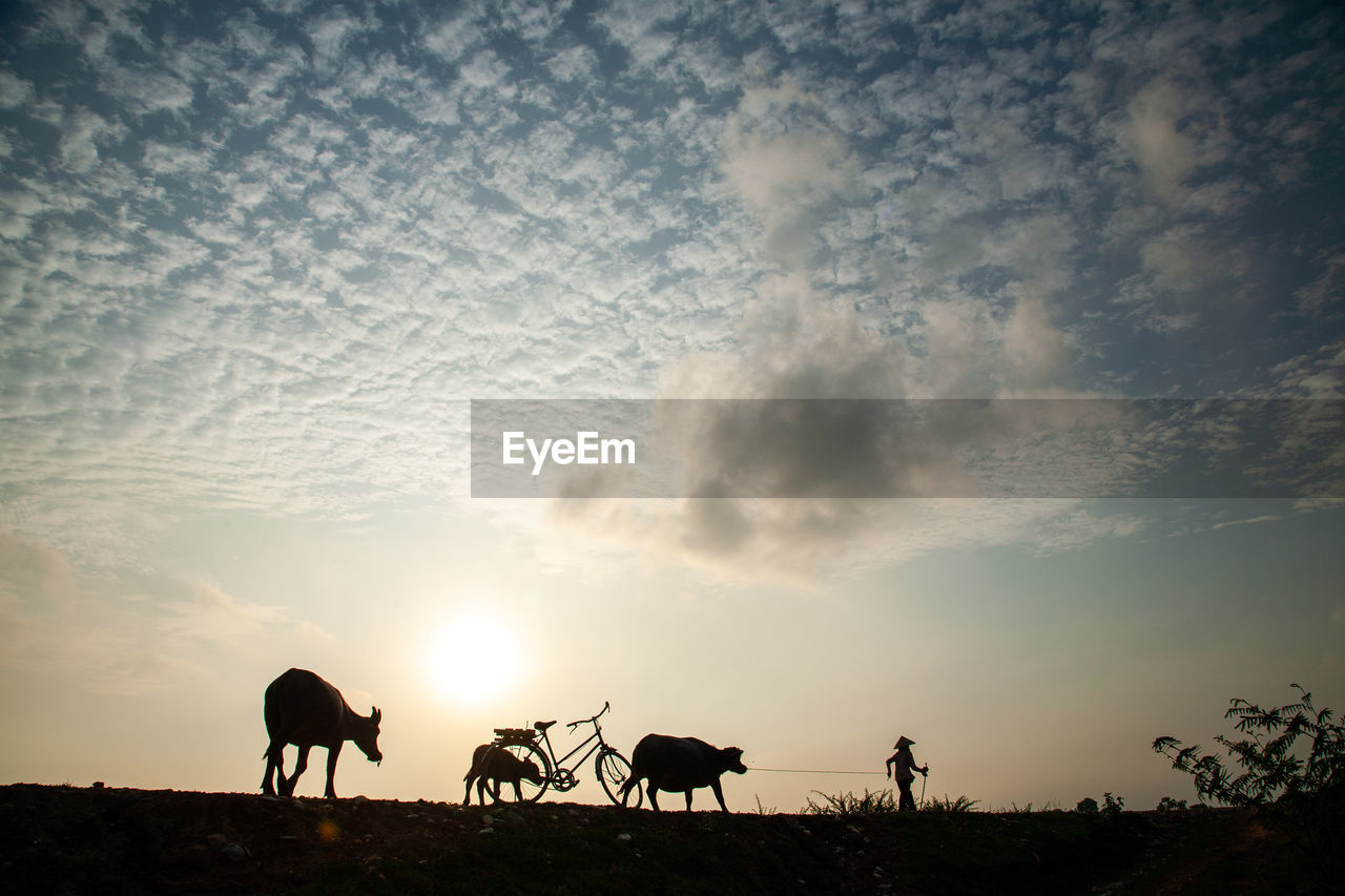 SILHOUETTE HORSE ON FIELD AGAINST SKY