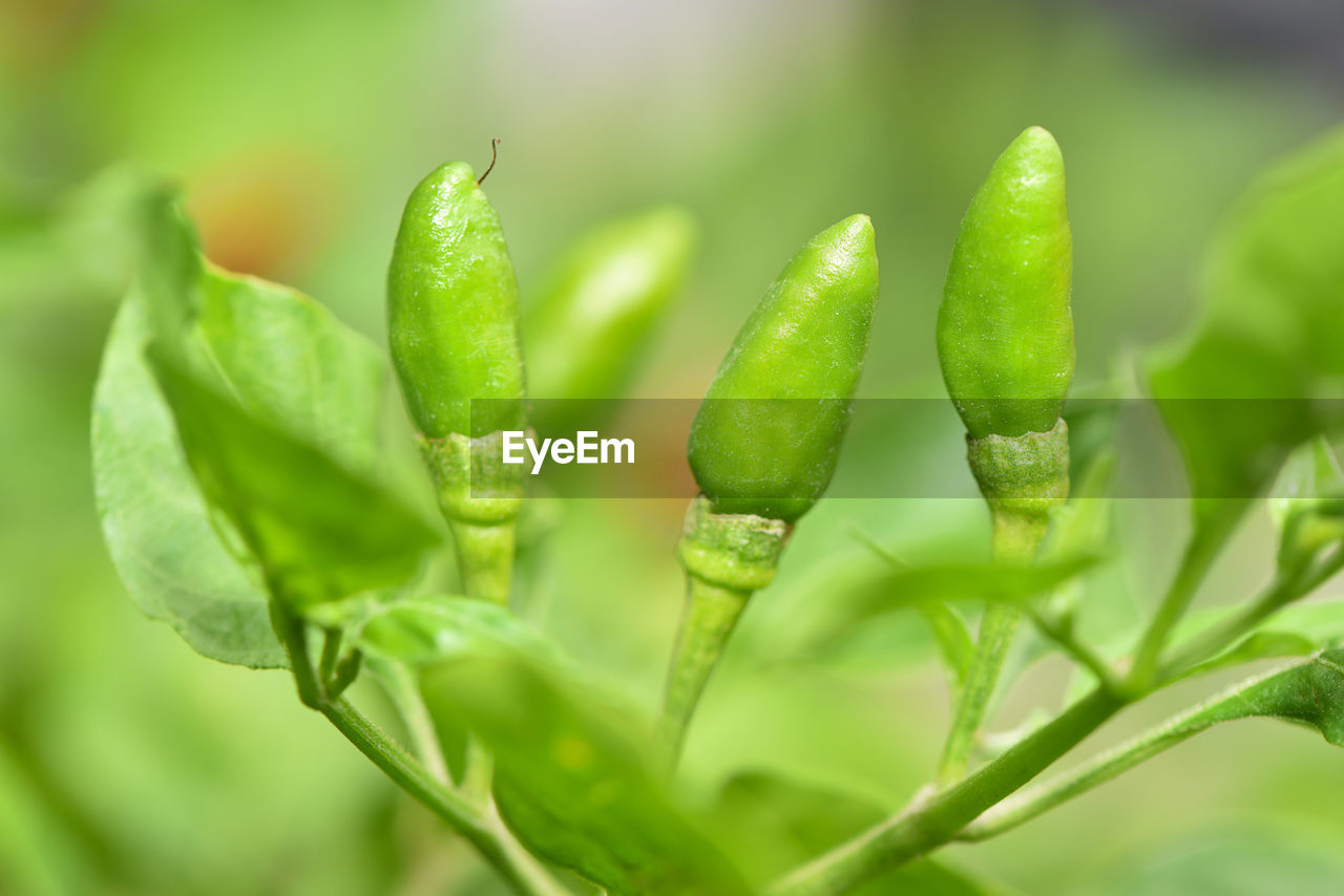 CLOSE-UP OF FRESH GREEN PLANTS WITH WATER