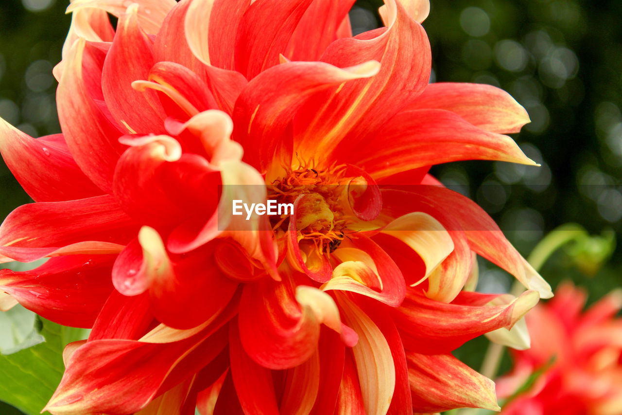 flower, flowering plant, plant, petal, freshness, beauty in nature, fragility, flower head, close-up, inflorescence, dahlia, growth, nature, red, focus on foreground, pollen, no people, day, outdoors, springtime, botany, orange color, stamen