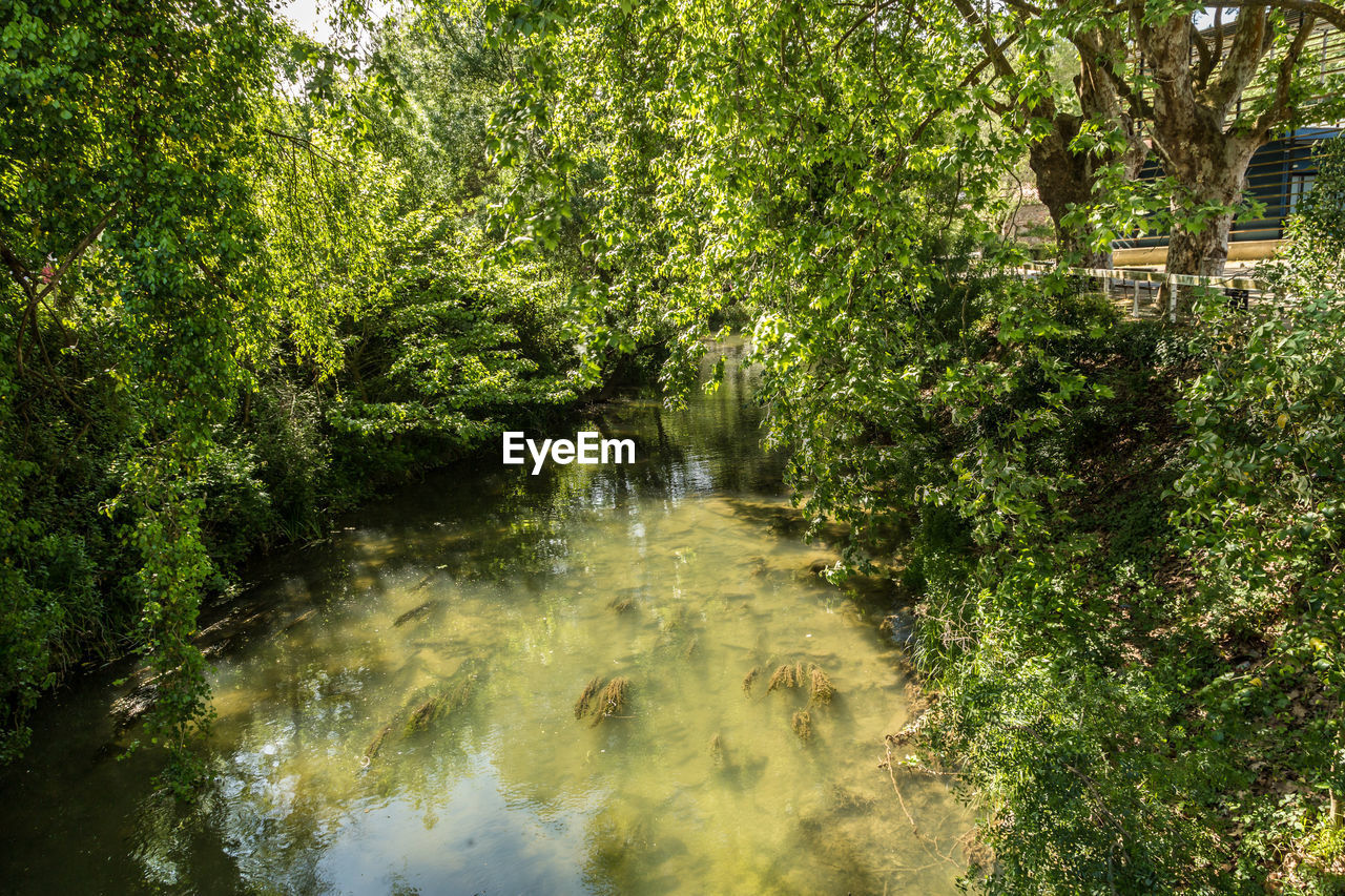 SCENIC VIEW OF RIVER IN FOREST