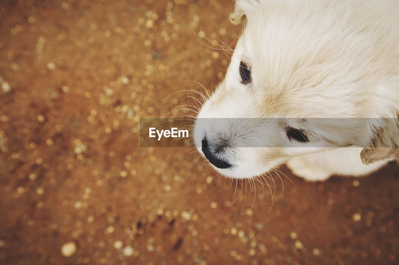 High angle view of puppy on field