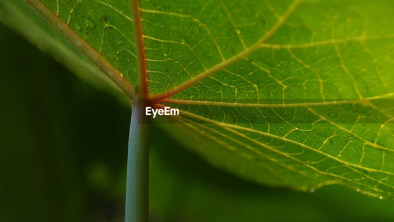 Close-up of water drops on leaf