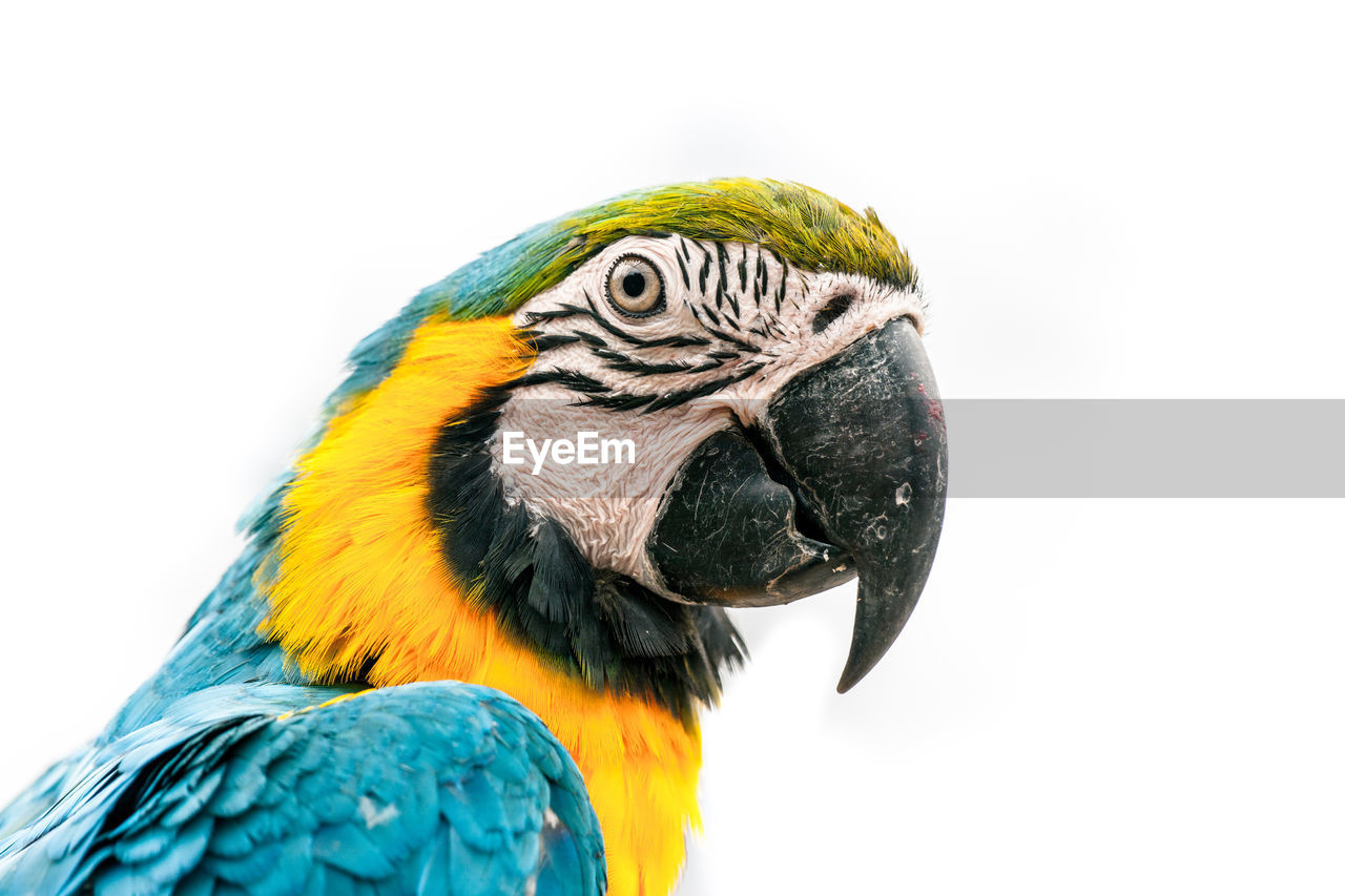 Close-up of parrot against white background
