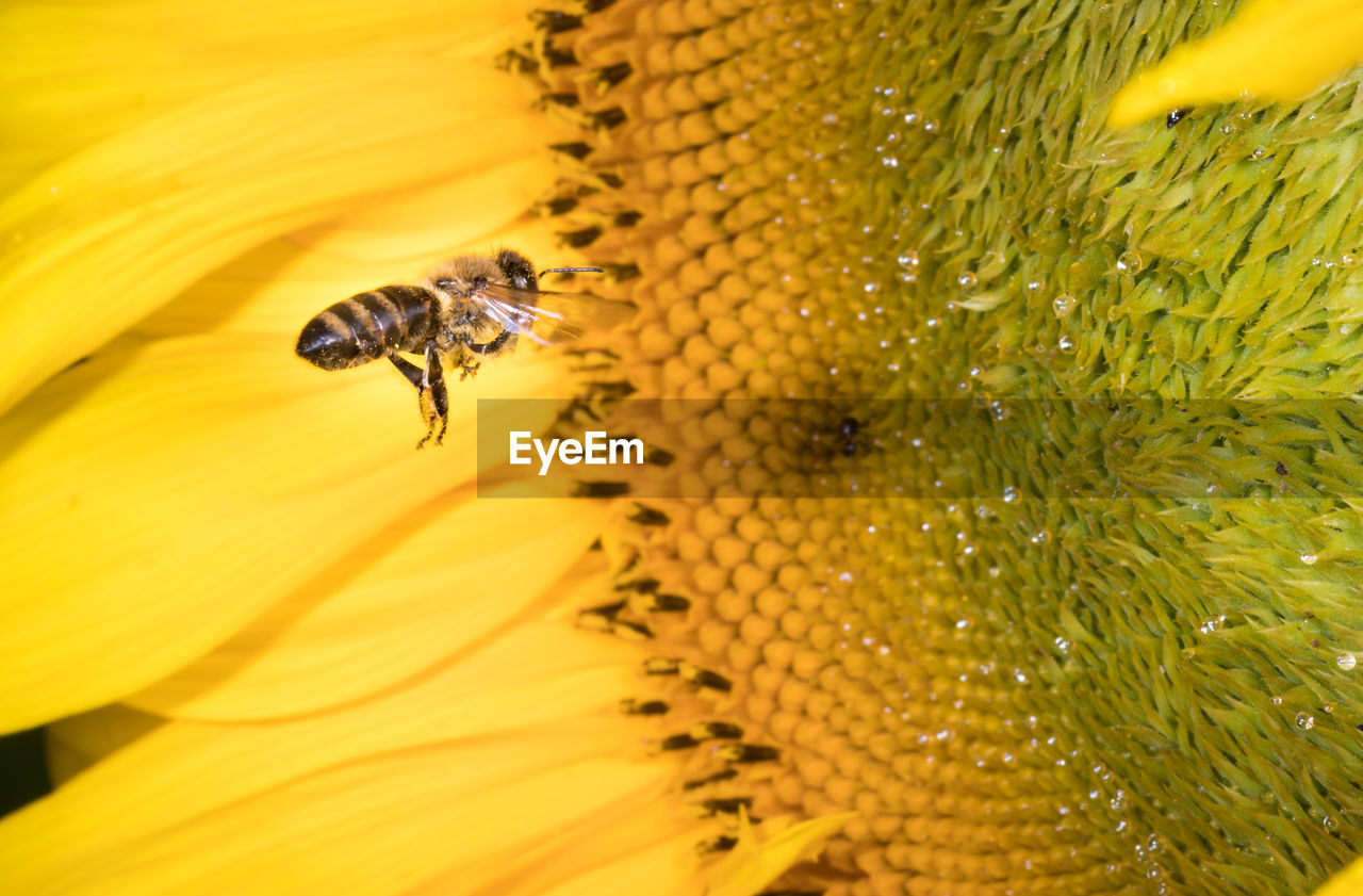 Bee in the sunflower. close-up bee on yellow flower collects nectar