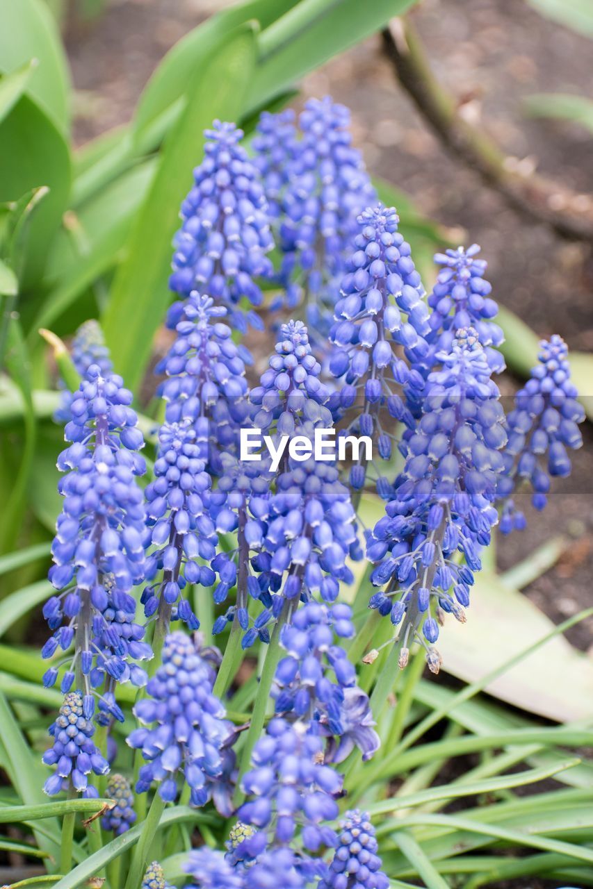 Close-up of purple flowering plants