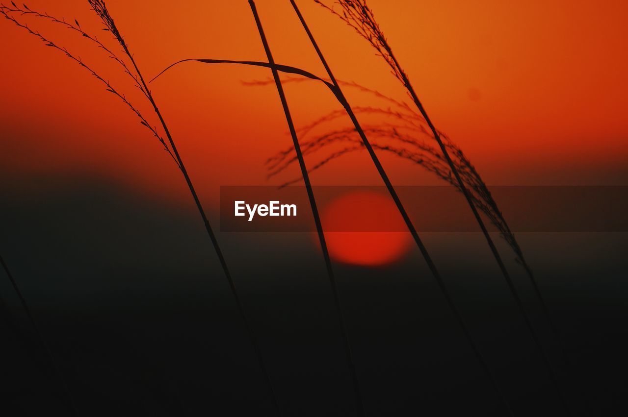 Close-up of silhouette plants against orange sunset sky