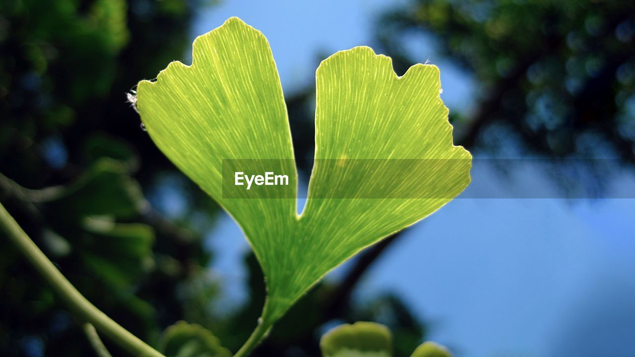 green, nature, yellow, plant, tree, leaf, sunlight, macro photography, plant part, flower, close-up, beauty in nature, growth, freshness, no people, blossom, outdoors, wildflower, plant stem, branch, day, flowering plant, focus on foreground, petal, sky, bud, blue, food and drink, environment, grass, food, summer, land