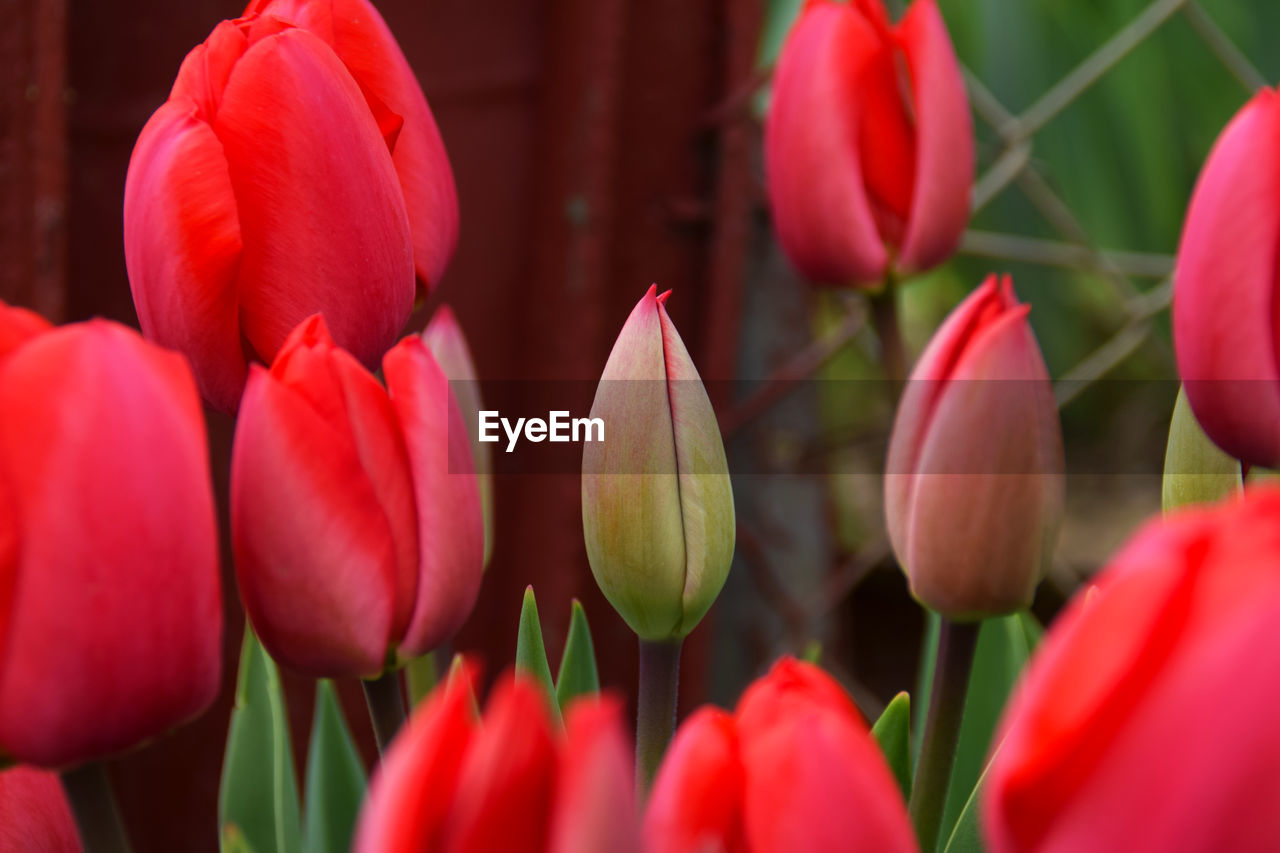 close-up of orange tulip