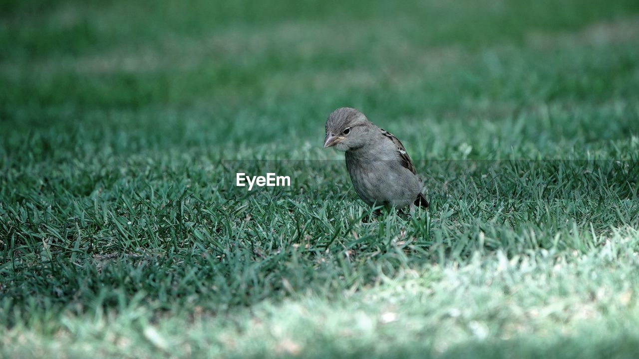 VIEW OF BIRD ON GRASS