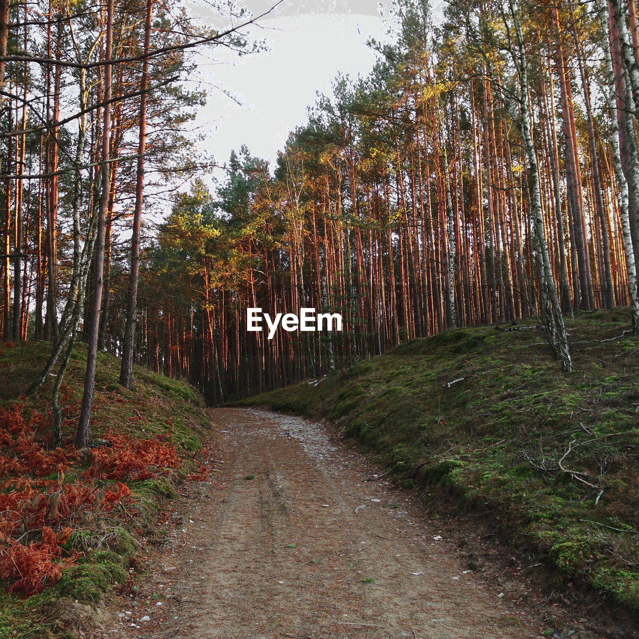 Empty road amidst trees in forest