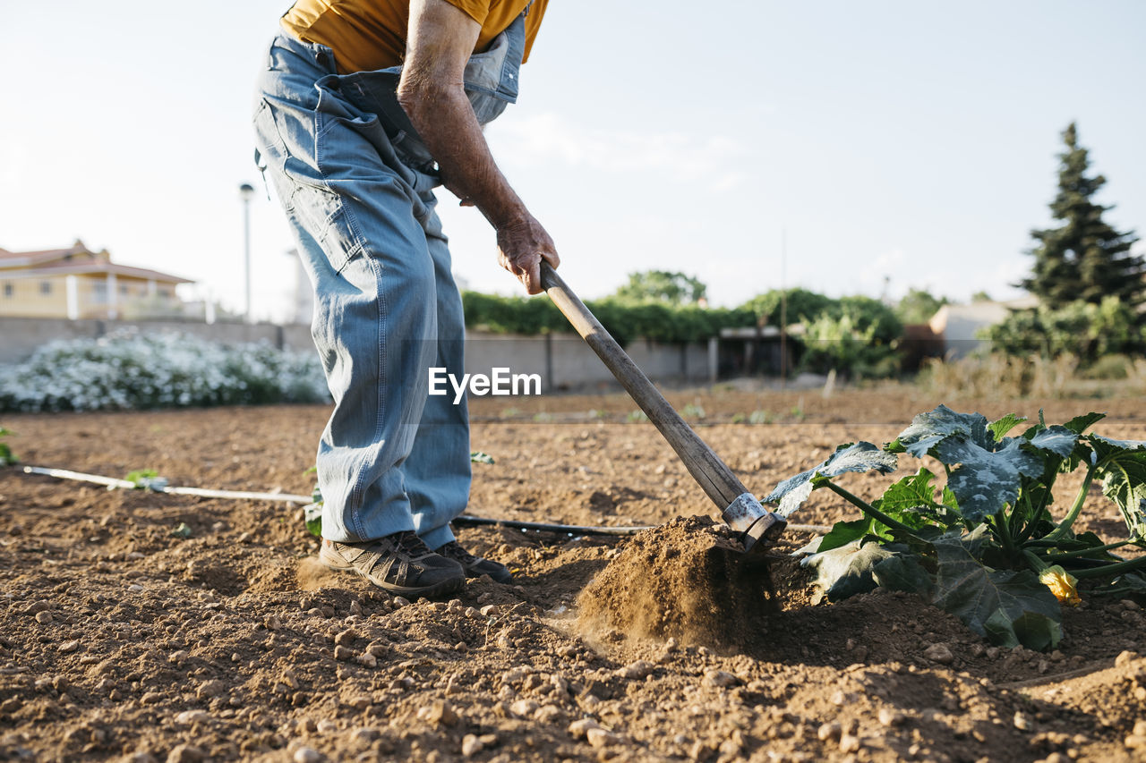 Senior man in denim overall working on farmland and weeding out earth with hoe