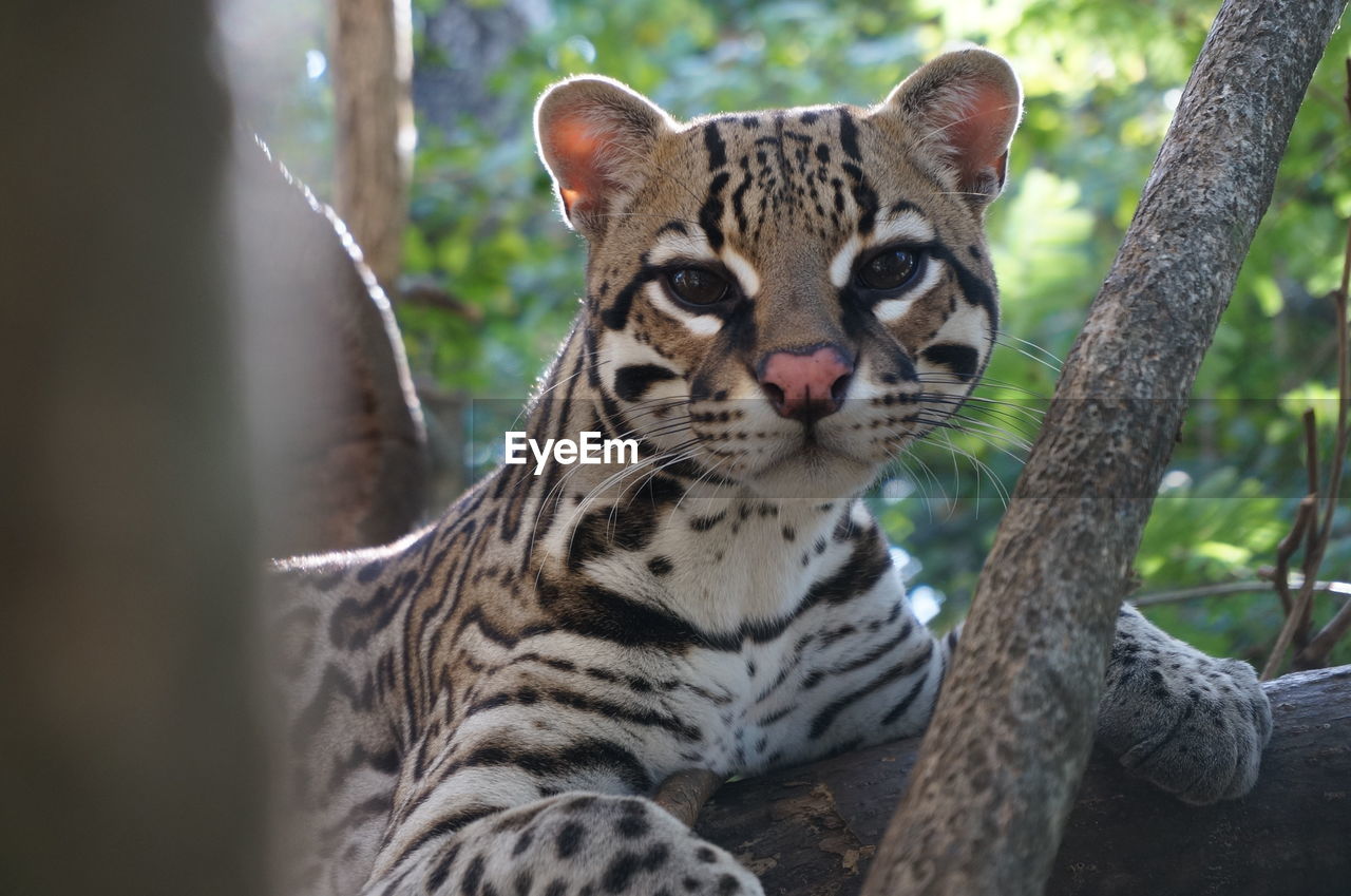 Close-up portrait of margay resting on tree at forest