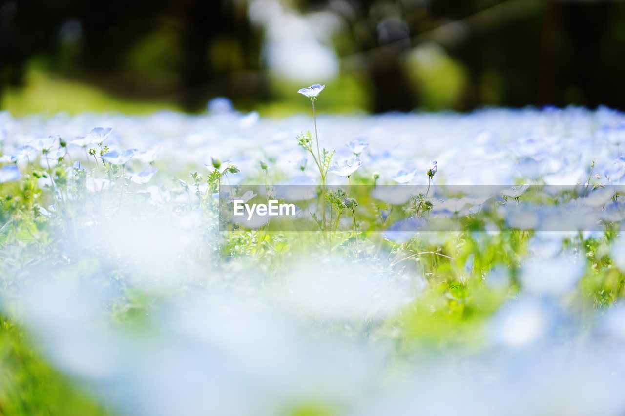 Close-up of white flowering plant