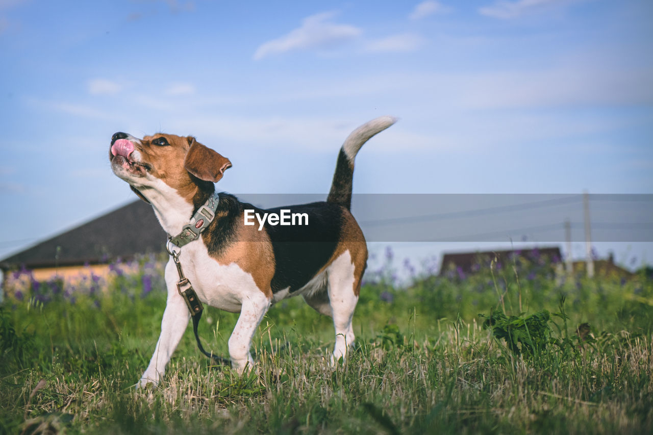 A beagle dog with big ears runs funny on the grass and licks its lips. the dog enjoys life. person