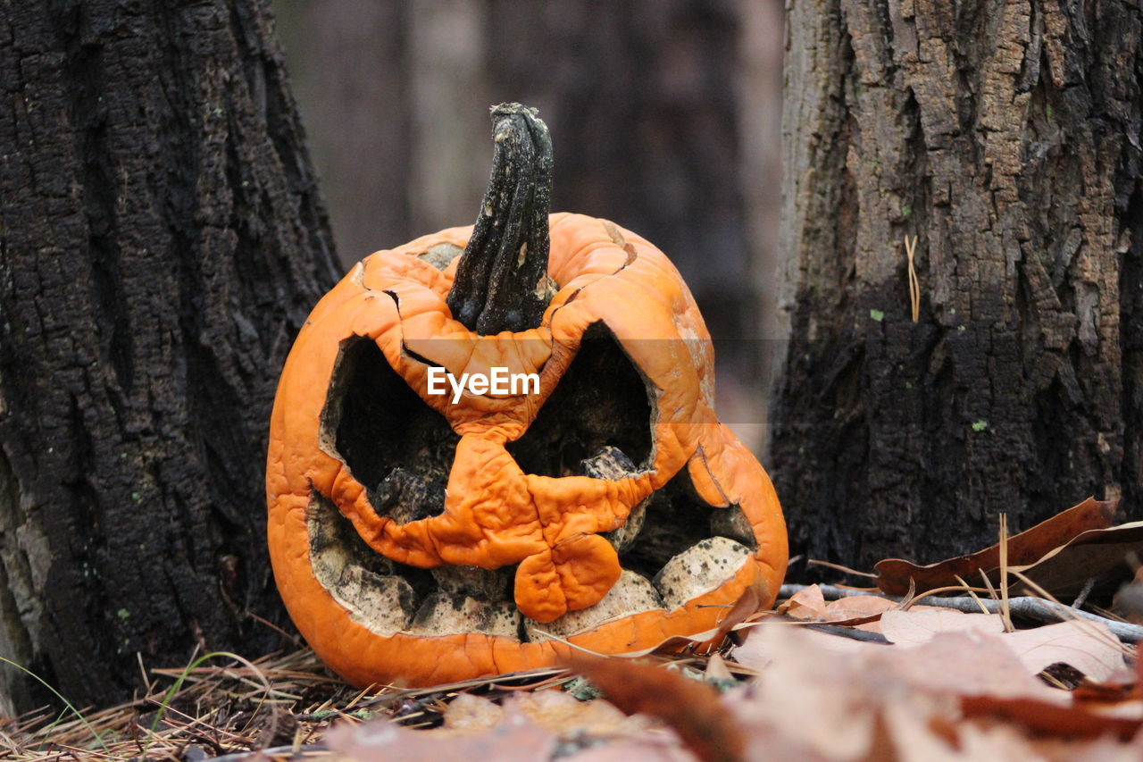 Close-up of pumpkin