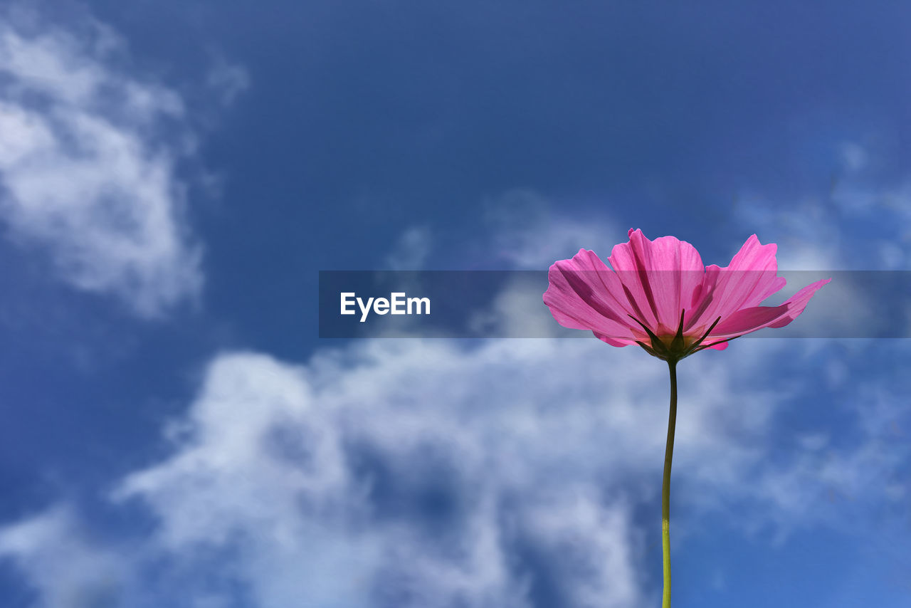 Low angle view of pink flowering plant against sky