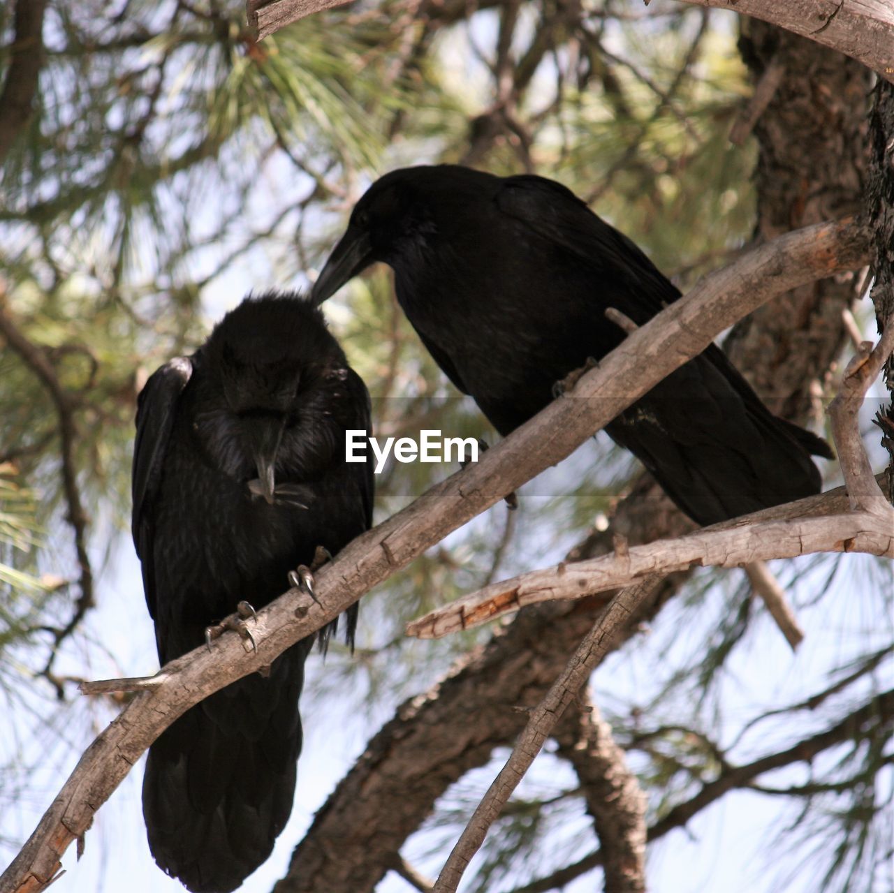 Low angle view of bird perching on tree against sky