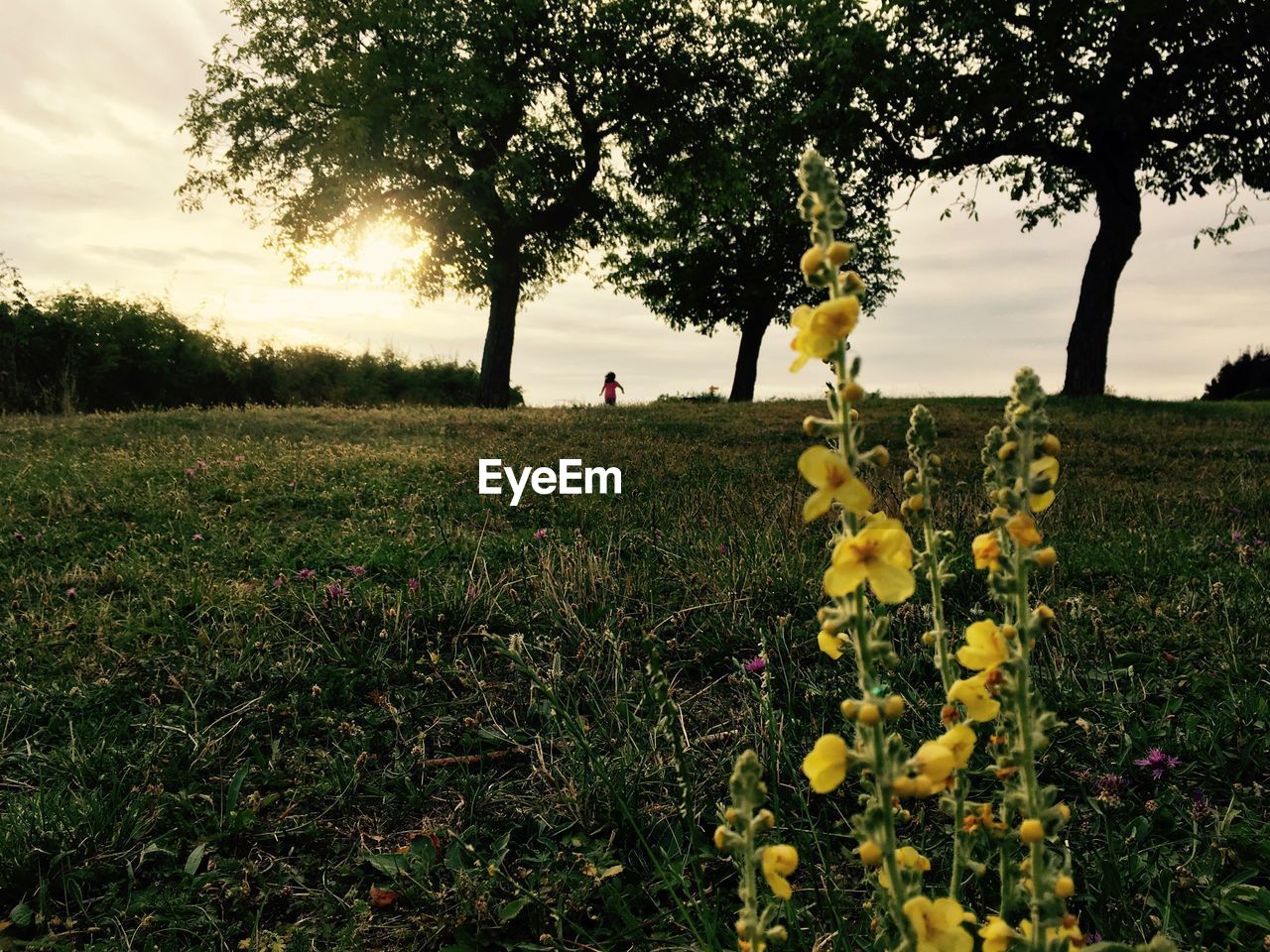 Scenic view of grassy field against sky