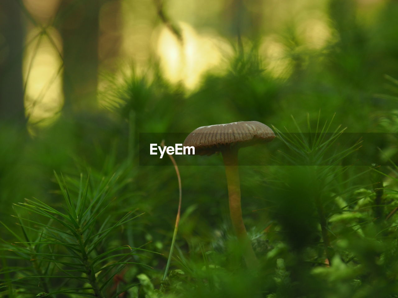 CLOSE-UP OF MUSHROOMS ON GRASS