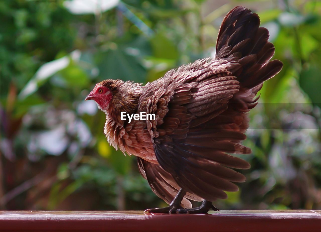 Close-up of a bird