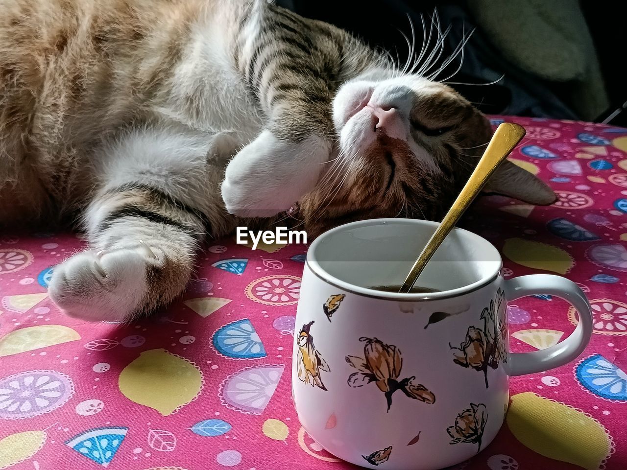 cat, pet, mammal, domestic animals, animal, animal themes, domestic cat, small to medium-sized cats, felidae, carnivore, kitten, one animal, feline, indoors, relaxation, cup, mug, no people, pattern, floral pattern, drink, cute, table, whiskers, close-up