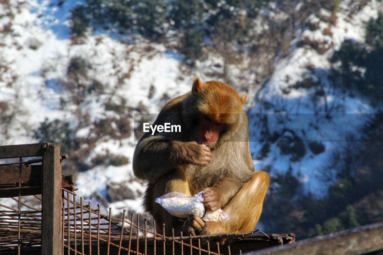 Brown color monkey eating food while sitting over cage