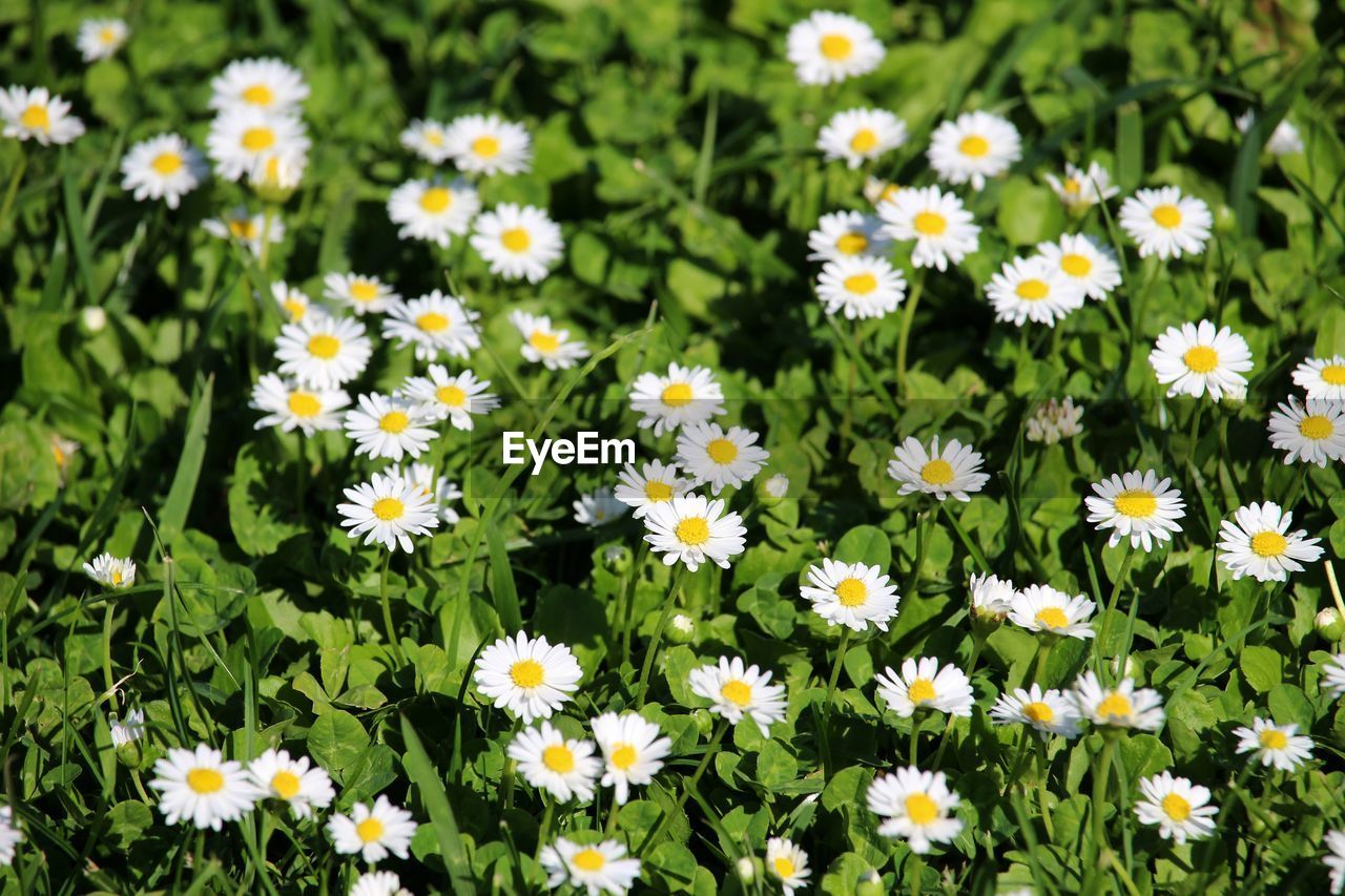 High angle view of daisies blooming in field