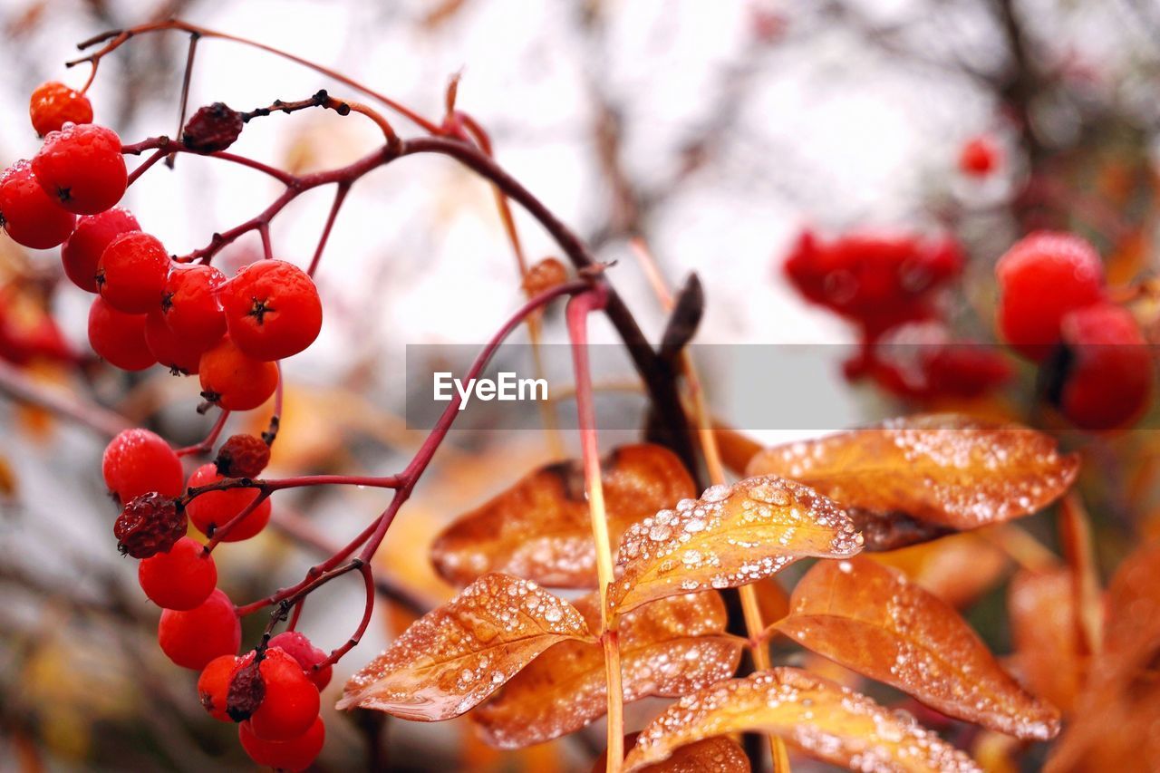 CLOSE-UP OF FROZEN FRUIT TREE