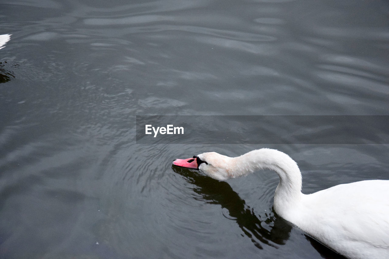 High angle view of swan swimming in lake