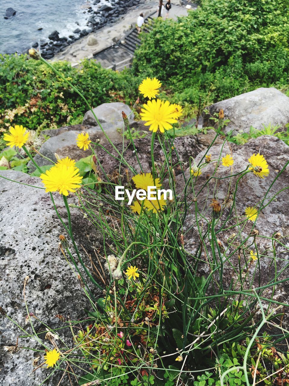 CLOSE-UP OF YELLOW FLOWERS BLOOMING IN FIELD