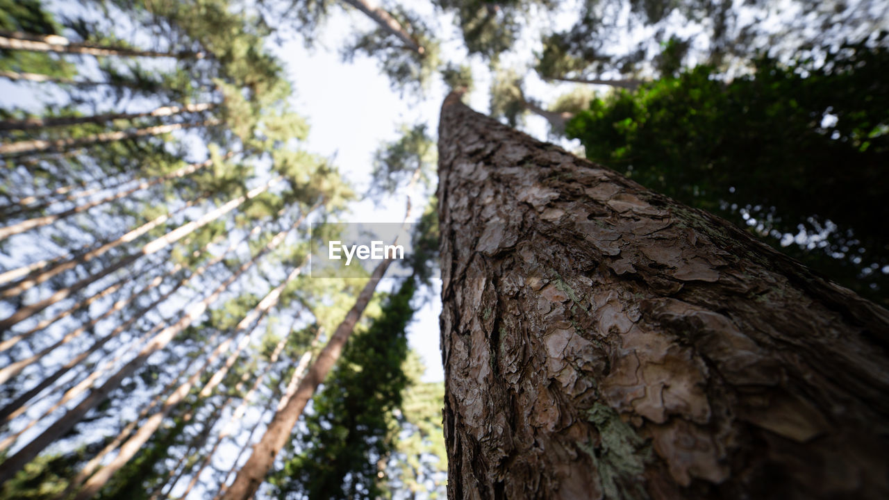 LOW ANGLE VIEW OF TREE TRUNK