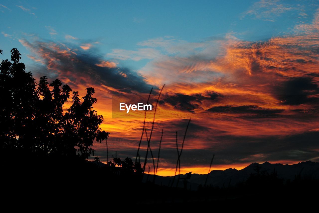 SILHOUETTE OF TREES AT SUNSET