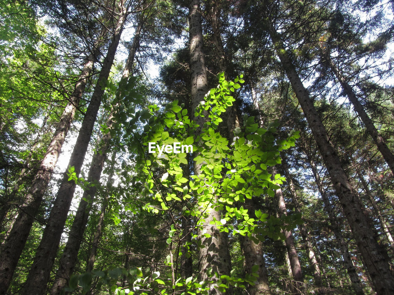 LOW ANGLE VIEW OF TREES