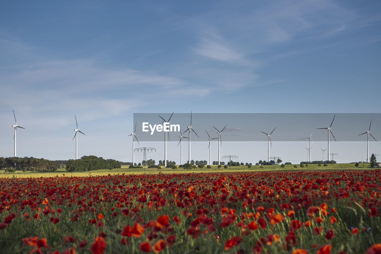 Red poppies blooming in summer field with wind turbines in background
