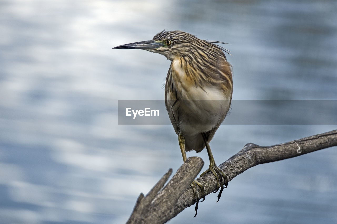 Close-up of gray heron perching on branch