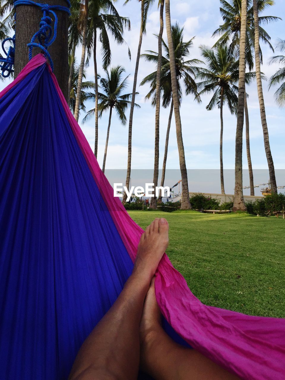 LOW SECTION OF PERSON ON HAMMOCK BY PALM TREES